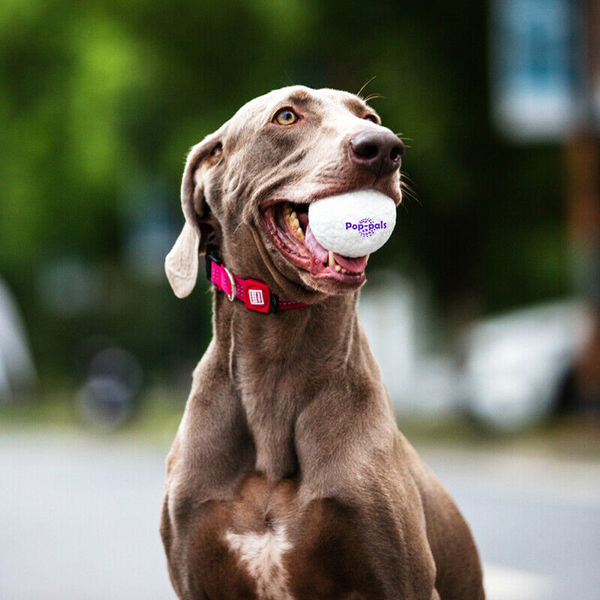 8516 Köpek Oyun Topu (L)