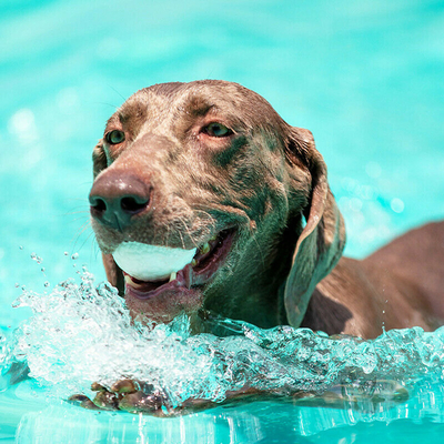 8516 Köpek Oyun Topu (L) - Thumbnail