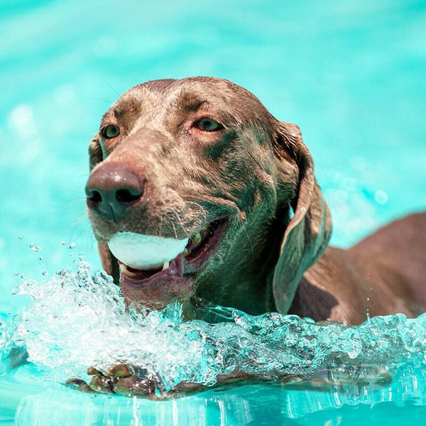 8516 Köpek Oyun Topu (L)