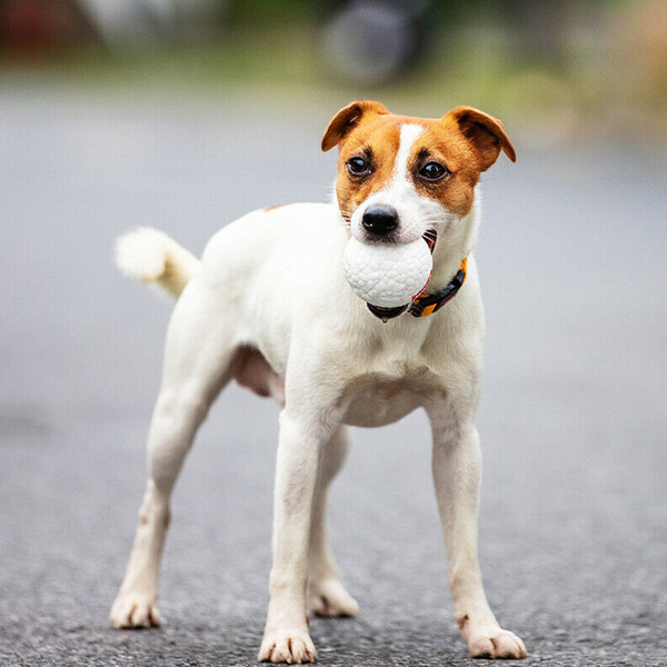 8517 Köpek Oyun Topu (S)